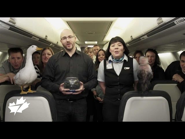 WestJet plane full of people and animals