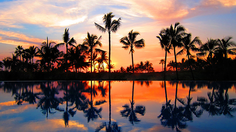 Palm trees at sunset