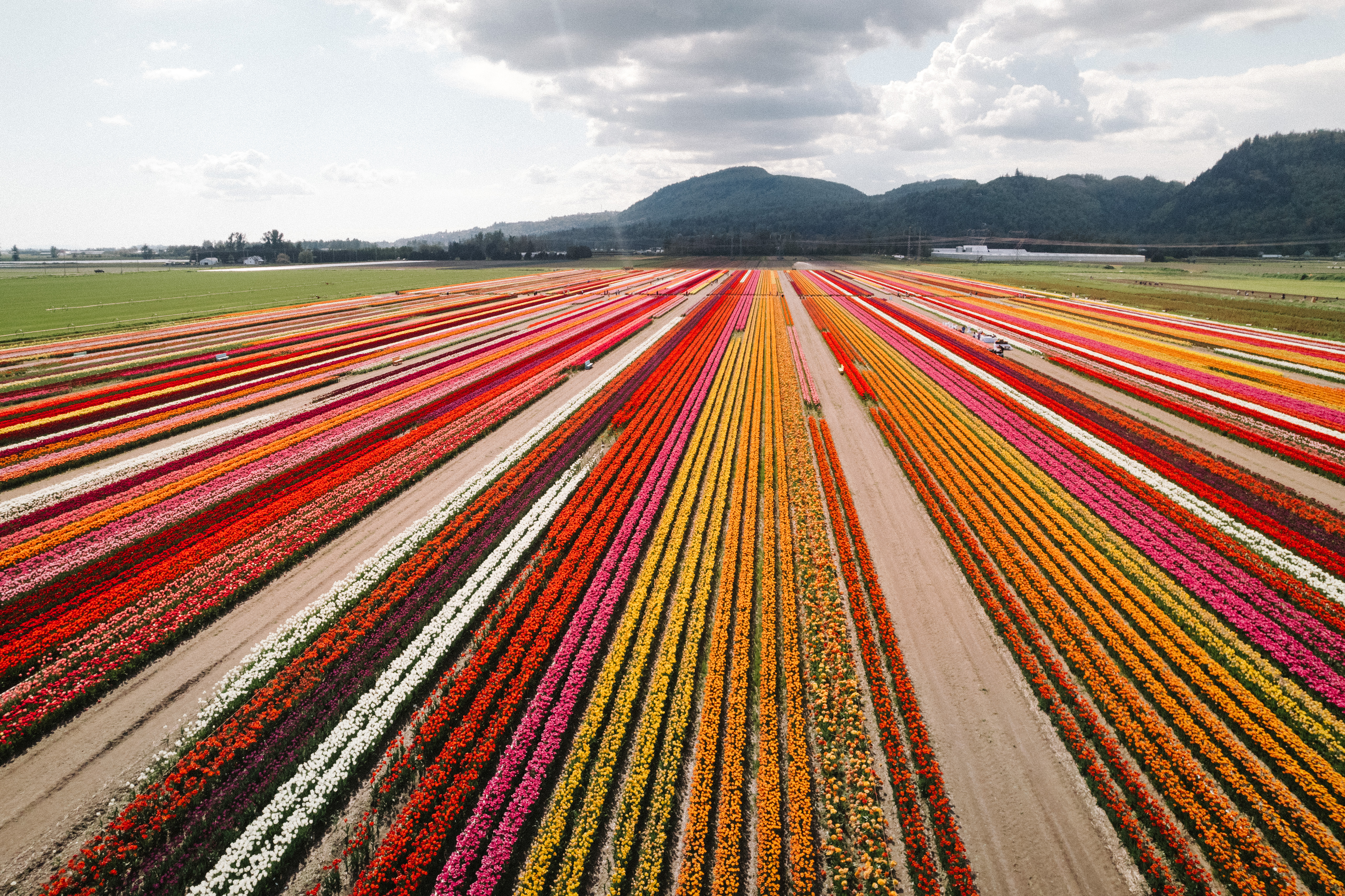 Rows of Tulips in Abbotsford