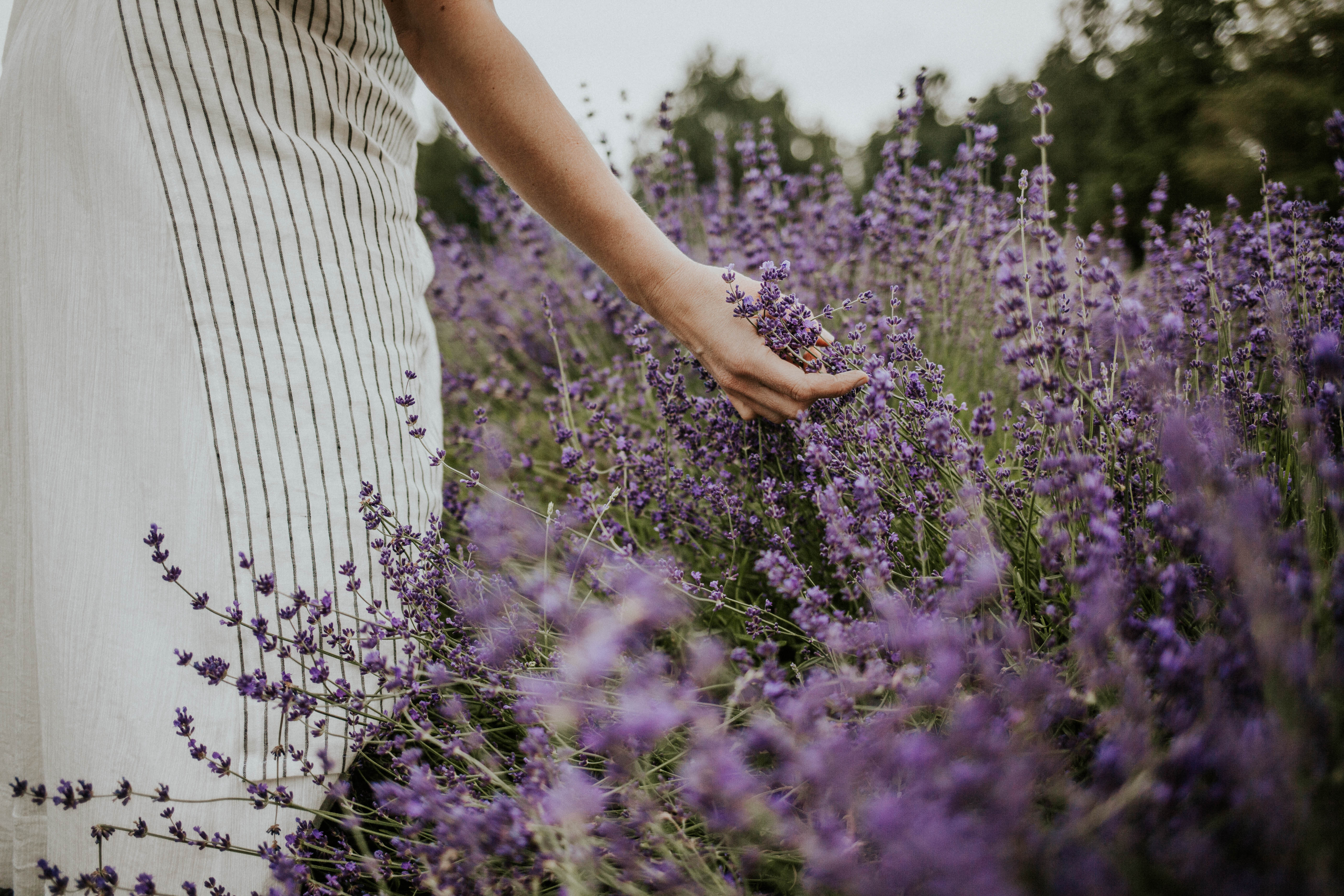 Person walking through purple flowers