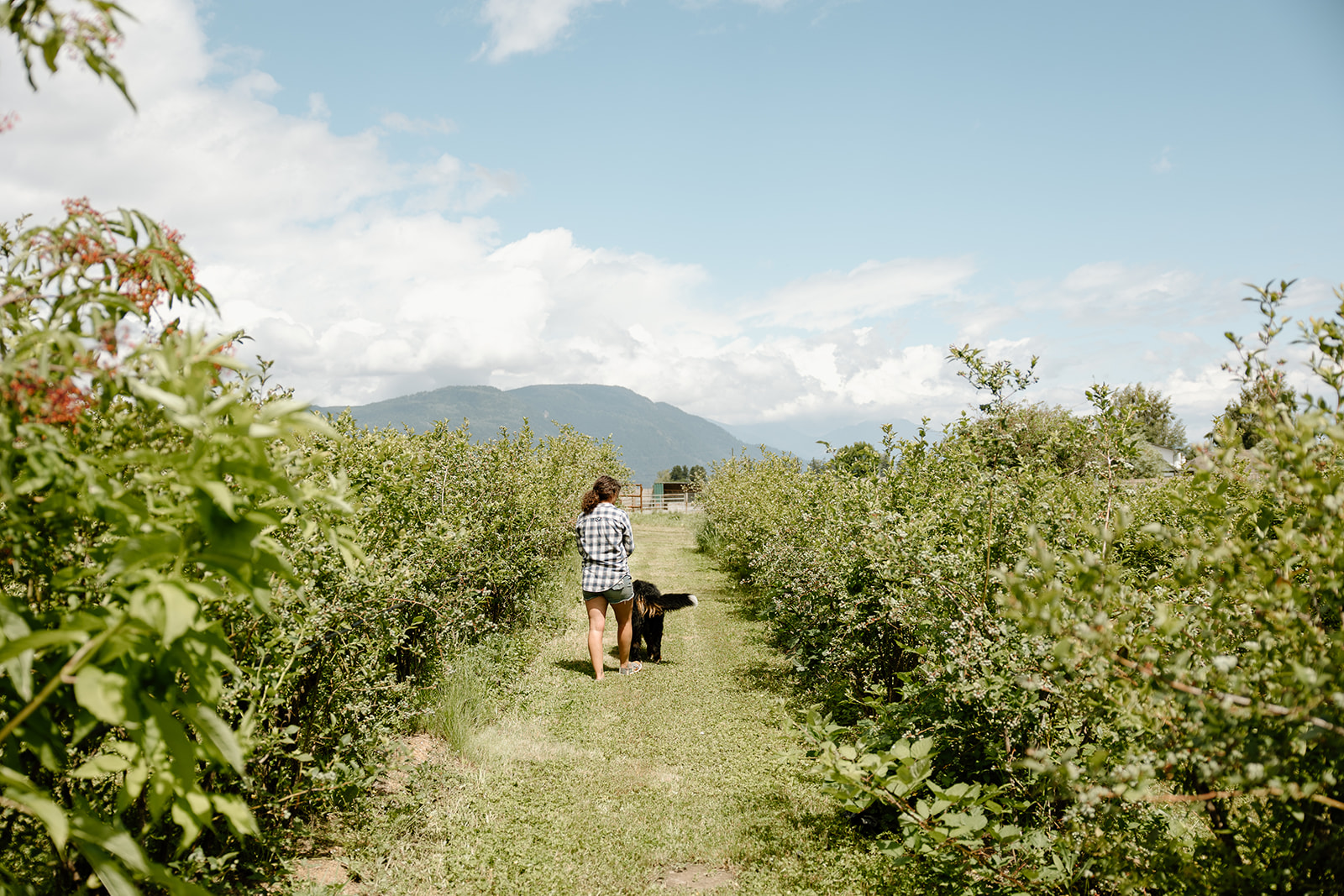 Women and dog walking in between rows of bushes