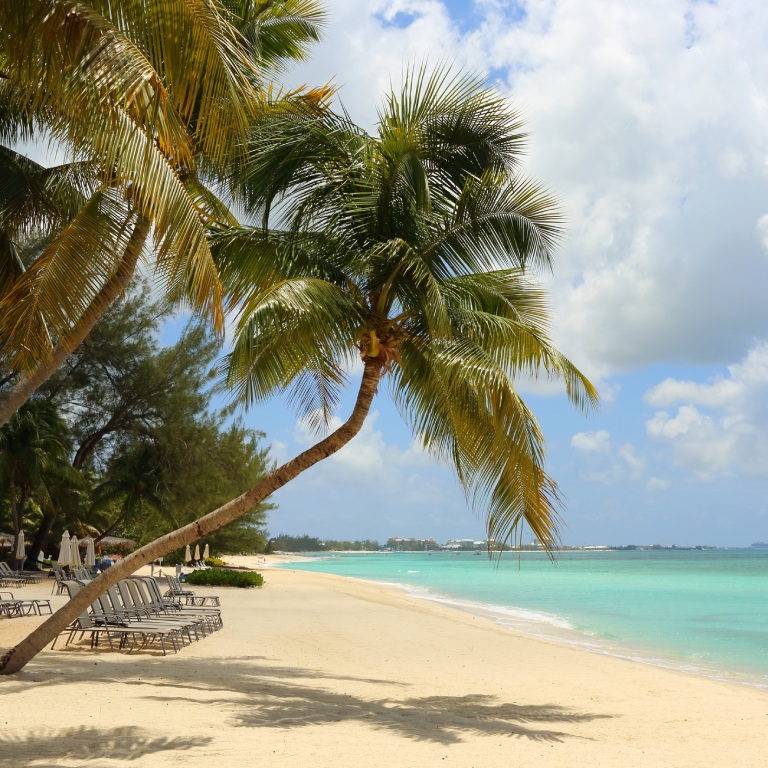 Palmiers en bordure d'une plage